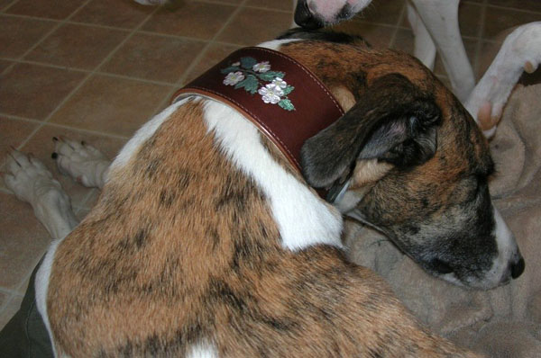 Lacy wearing a dog roses collar